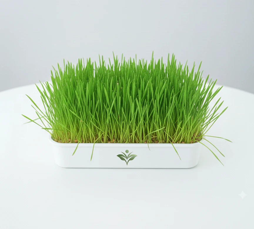 WheatGrass