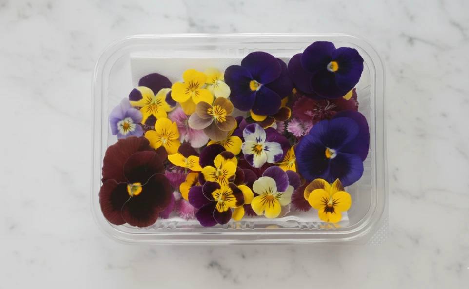 Dianthus Edible Flowers