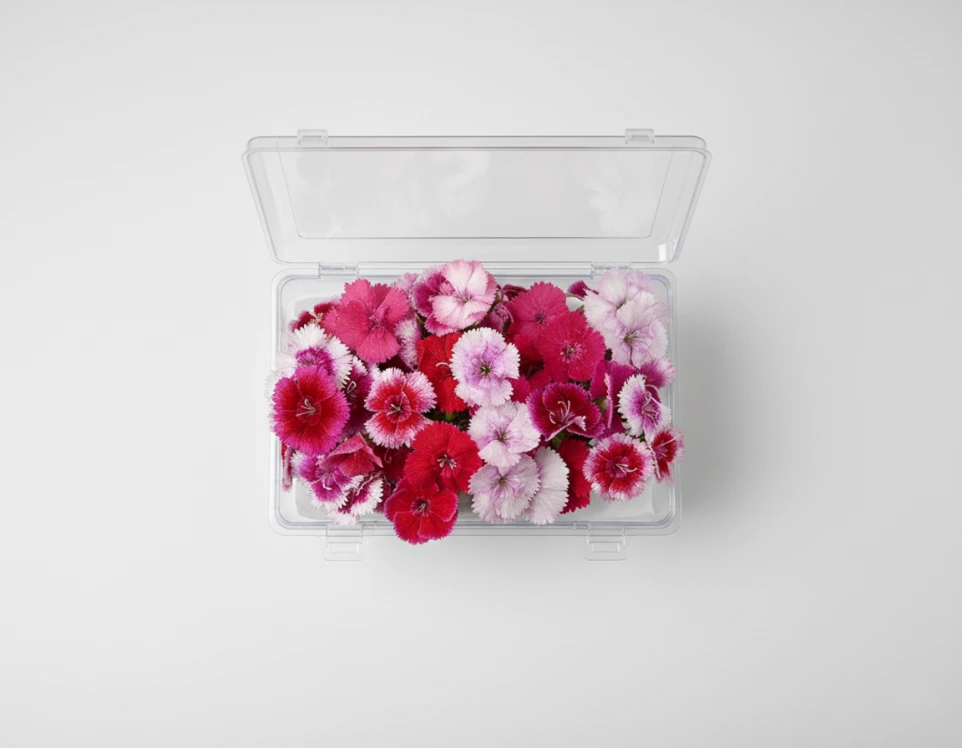 Dianthus Edible Flowers